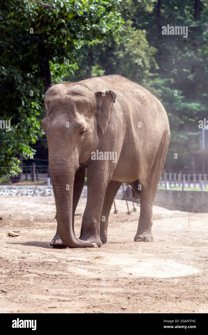 Asian elephant (Elephas maximus), also known as the Asiatic elephant at  Sosto Zoo in Nyiregyhaza, Hungary Stock Photo - Alamy