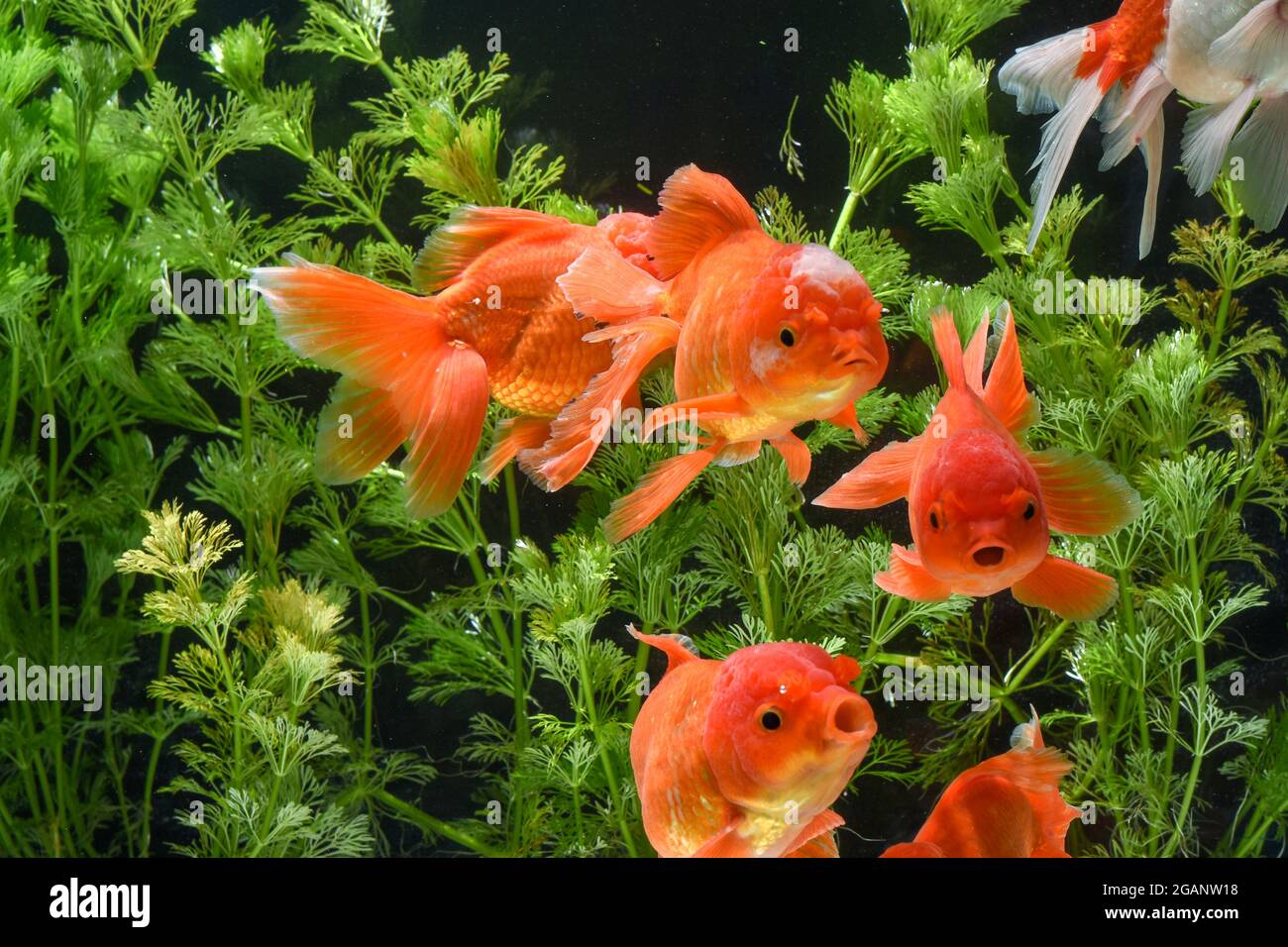 Goldfish in aquarium with green plants Stock Photo - Alamy