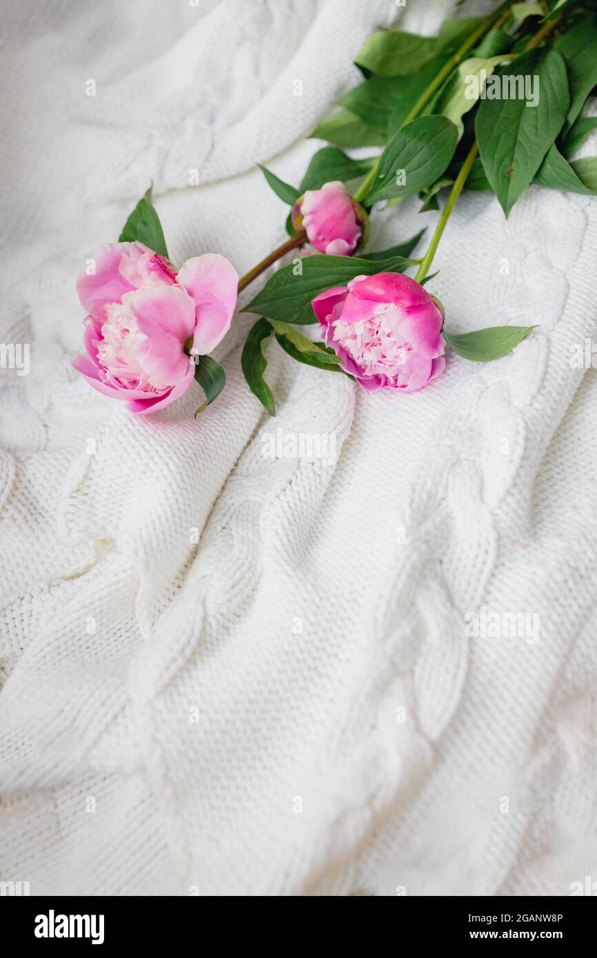 fresh pink peonies lie on a white knitted sweater, top view, copy space. Flat lay. Stock Photo
