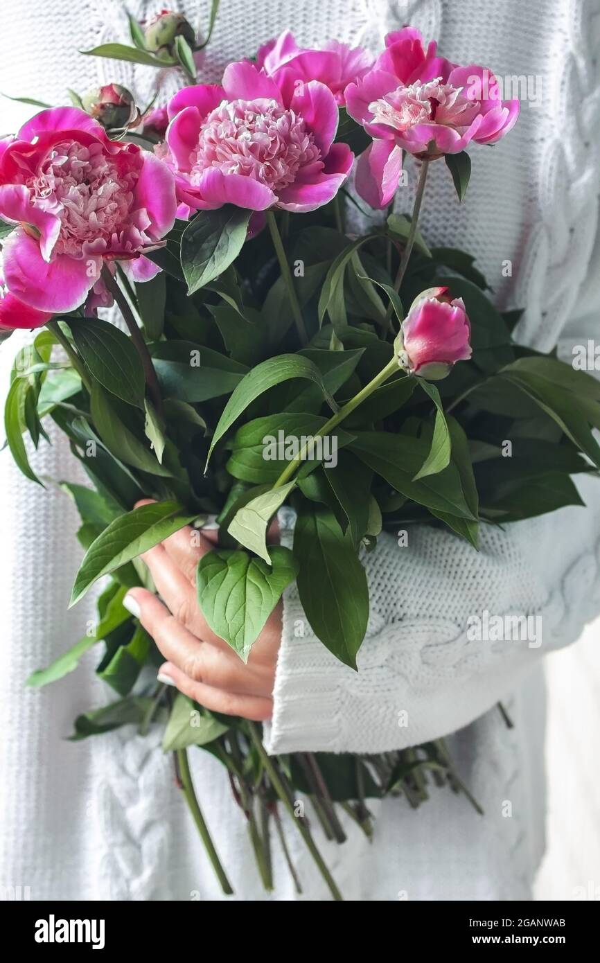 cropped young woman in white knitted sweater holding a bouquet of fresh flowers pink peonies. Stock Photo
