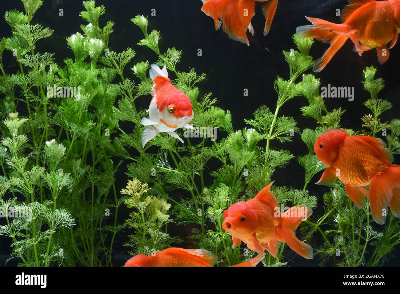102 Aquarium Koki Mas HD Terbaru