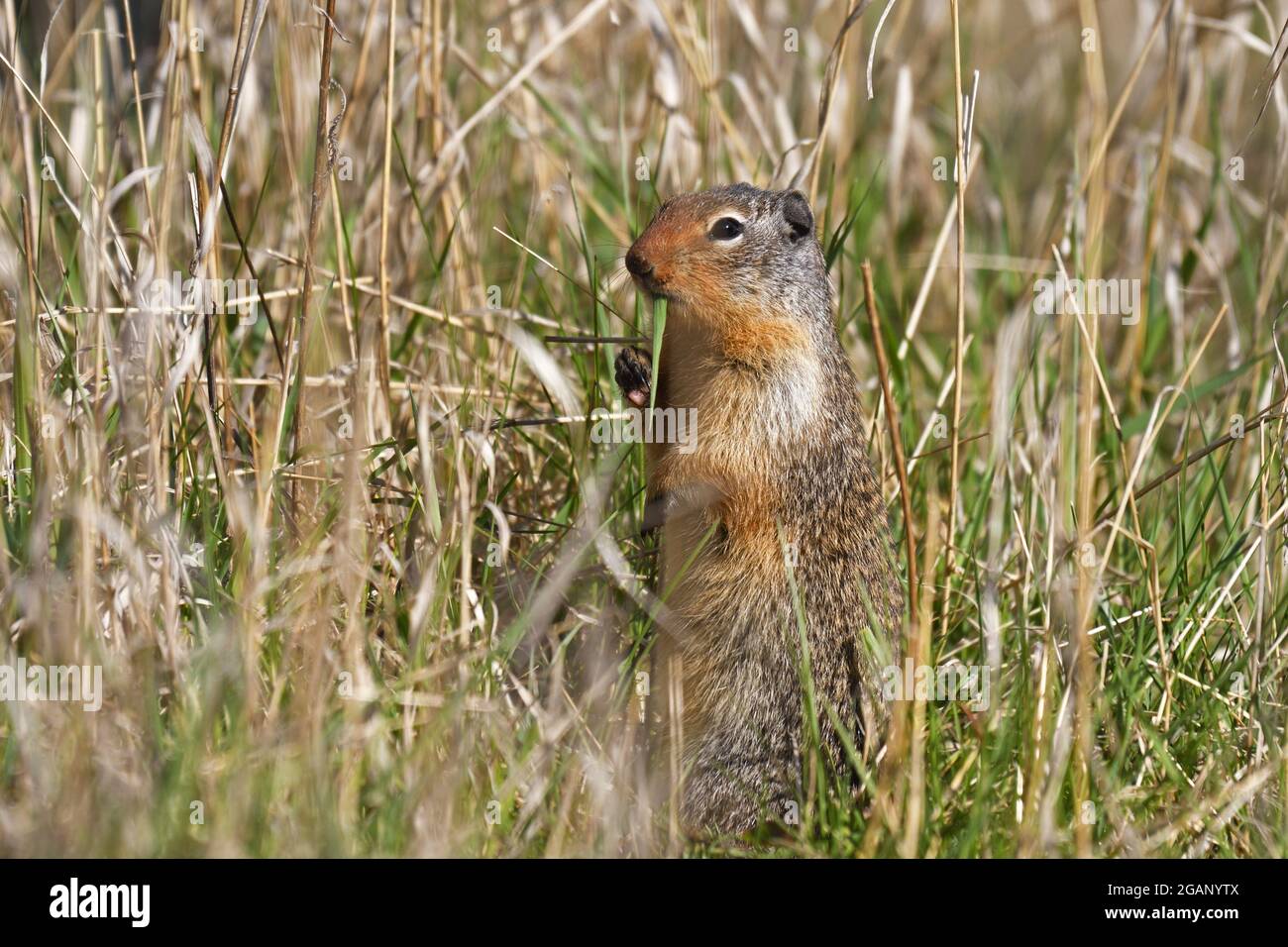 Columbian ground squirrel feeding in an old homestead grassland in spring. Yaak Valley, northwest Montana. (Photo by Randy Beacham) Stock Photo