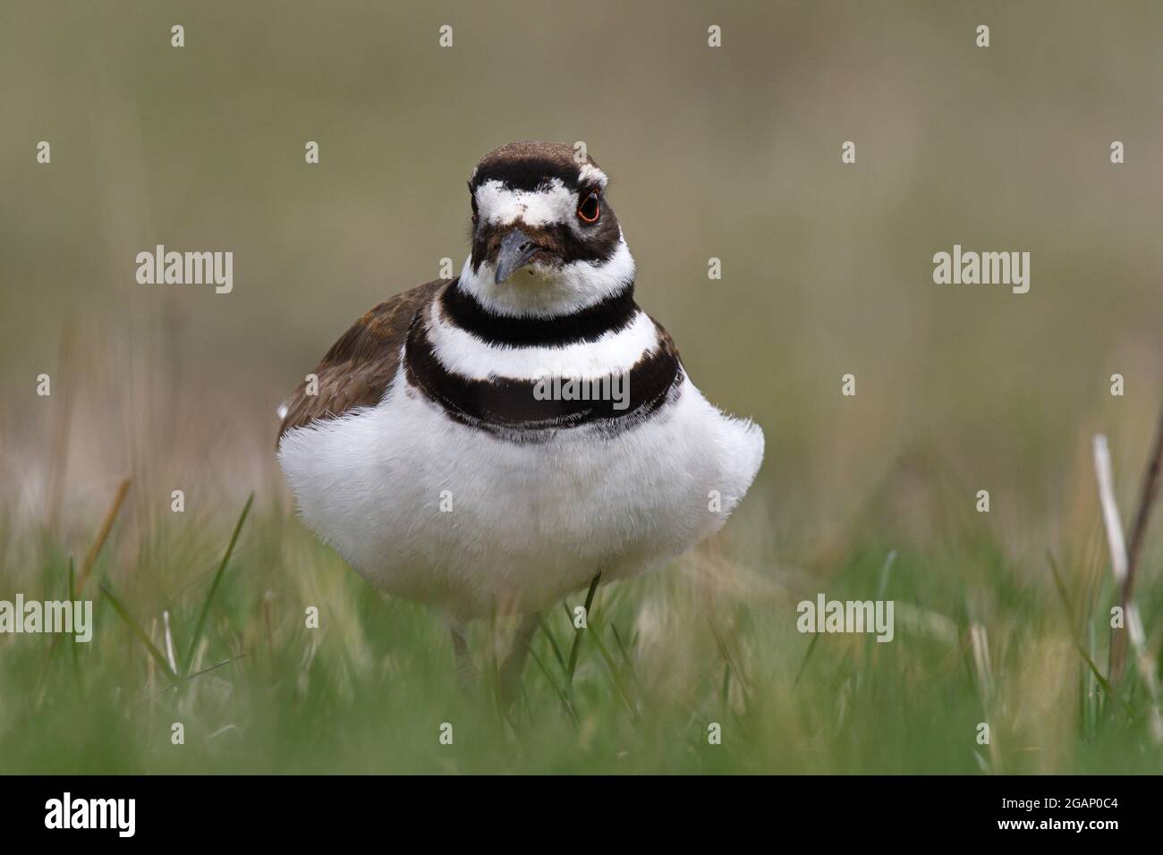 Killdeer during mating season in a grassland in spring. Yaak Valley
