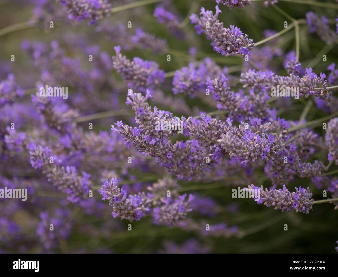 lavender plant in flower Stock Photo
