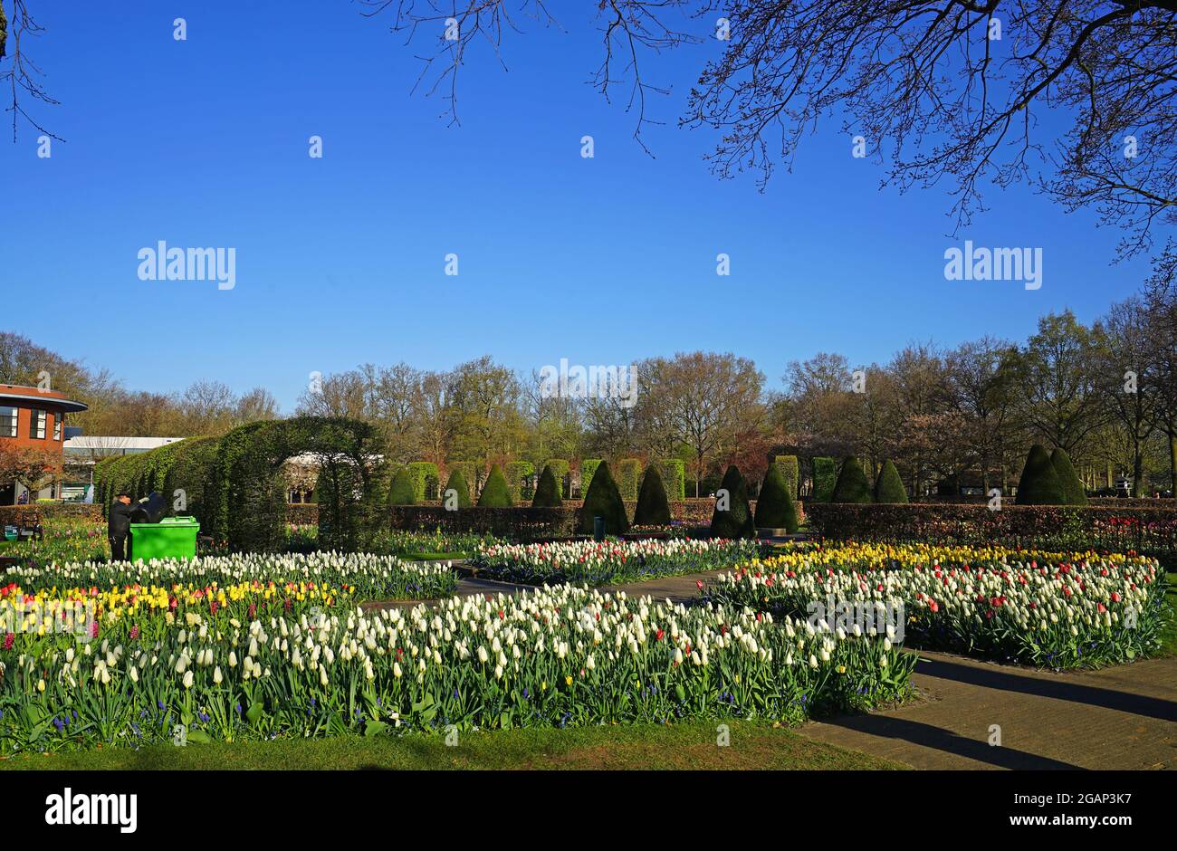 Tulip Flower at Keukenhof Tulip Garden Netherland Stock Photo Alamy