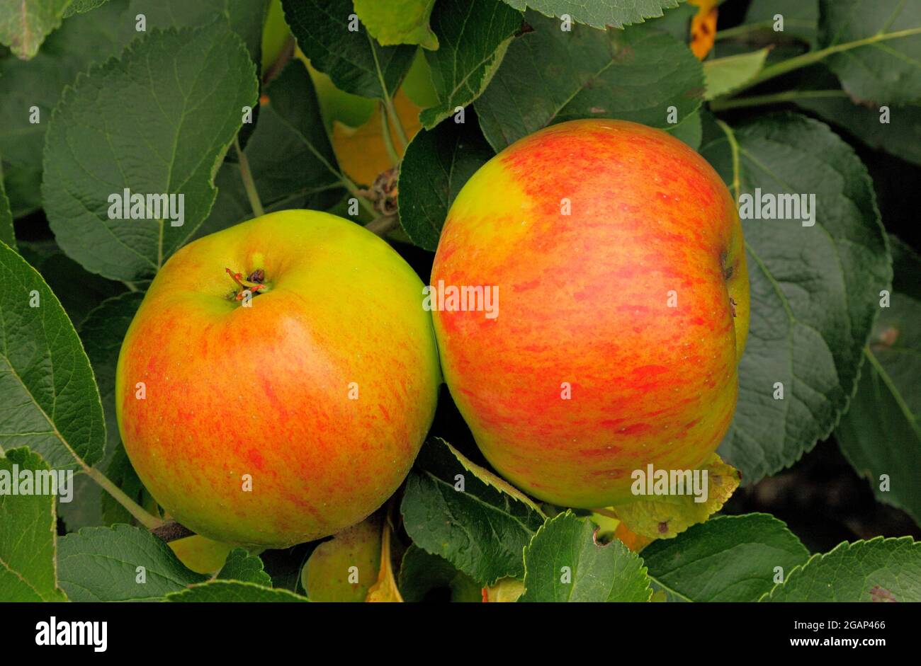 Apple 'Bramley's Seedling', syn. 'Bramley' , apples, growing on tree