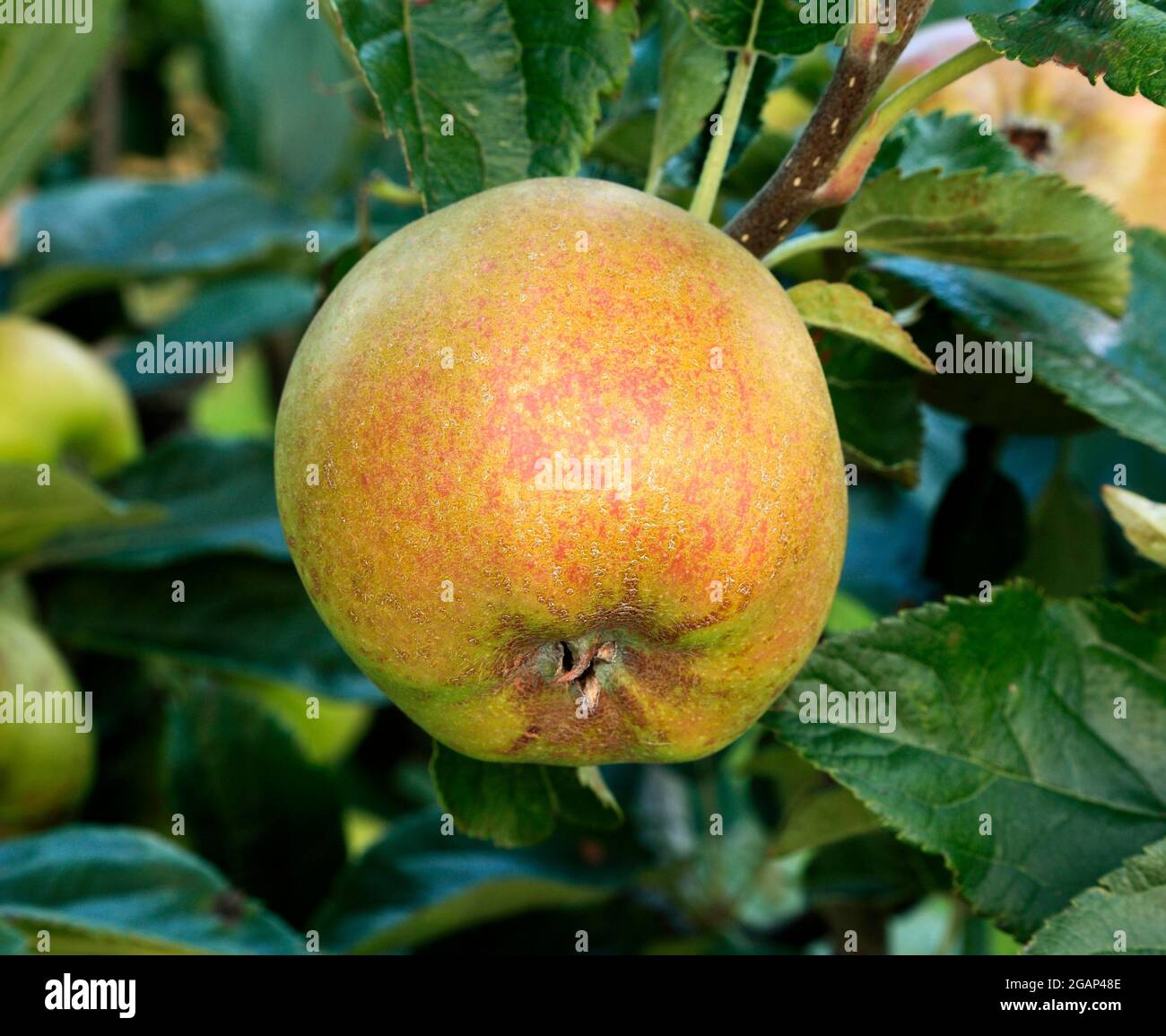 Apple 'D'Arcy Spice', apples, fruit, growing on tree, malus domestica Stock Photo