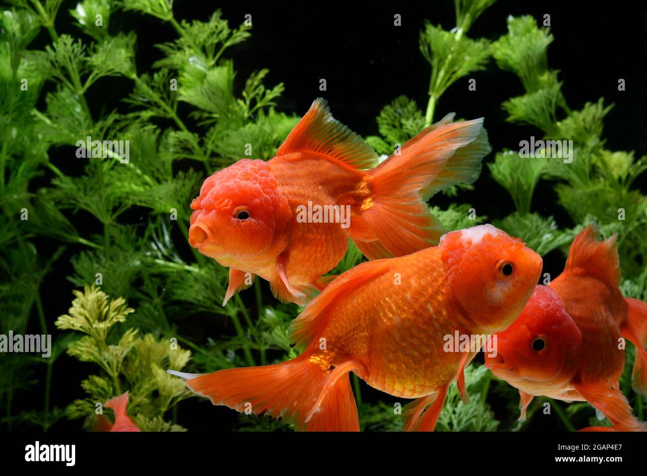 102 Aquarium Koki Mas HD Terbaru