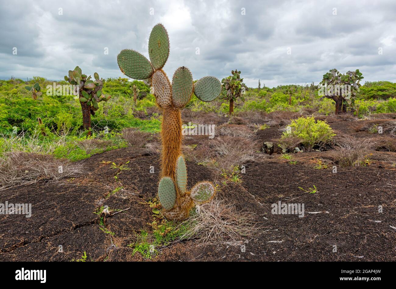 Volcanic landscape with Opuntia cactus close to the Sierra Negra volcano on Isla Isabela, Galapagos Islands, Ecuador. Stock Photo