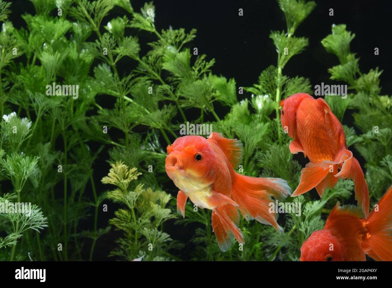 470 Koleksi Aquarium Maskoki Gratis Terbaik