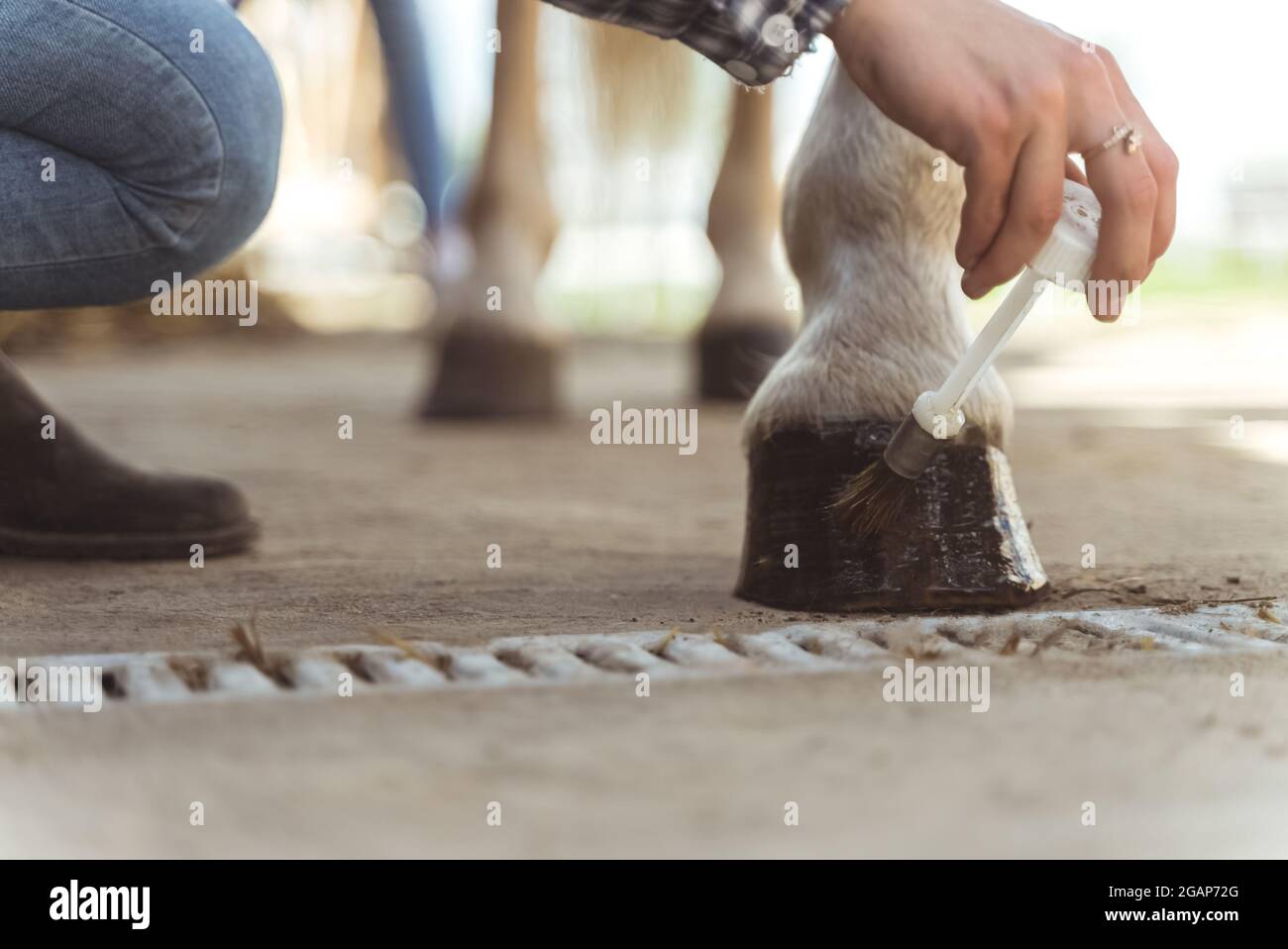 Hands of a girl applying Oil on a horse hoof. Light brown horses hooves