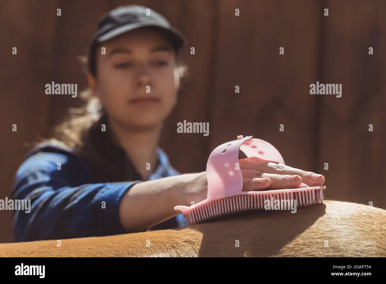 Female horse owner brushing off dust from her horseback. Light brown