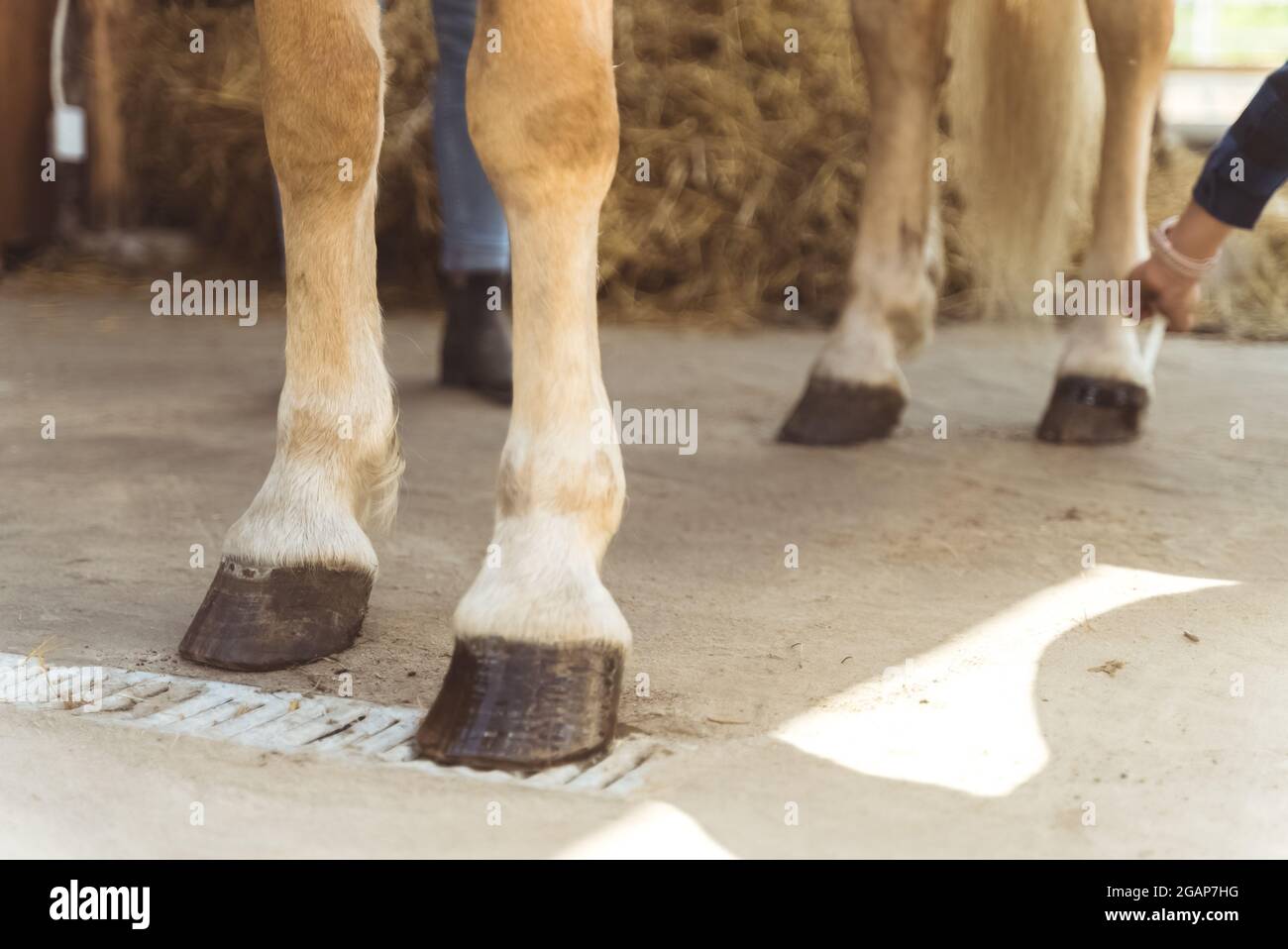 Horsewoman applying Oil on a horse hoof. Light brown horses hooves are being oiled by its owner. Taking care and grooming of horses concept. Oiling hoof to protect them from damage. Stock Photo