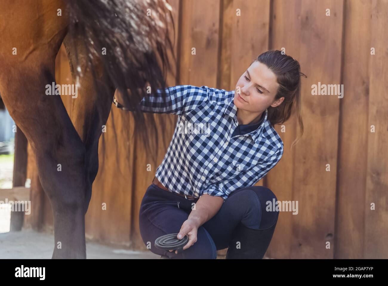 Female horse owner with her Dark bay horse in the horse stable