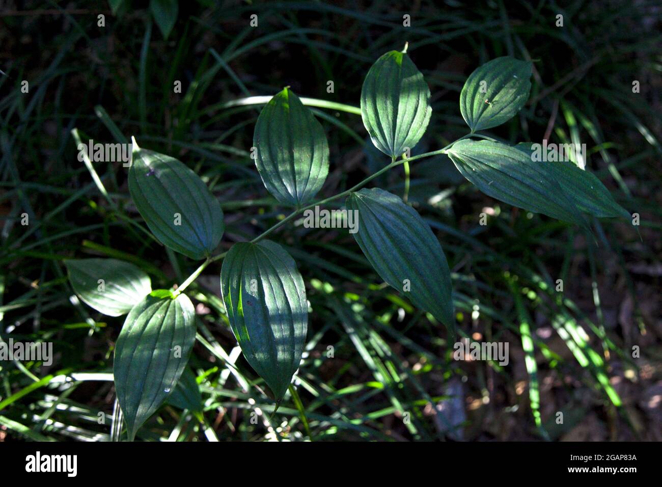 Tropical Vegetation Forest At West Java Highland Indonesia Stock Photo Alamy