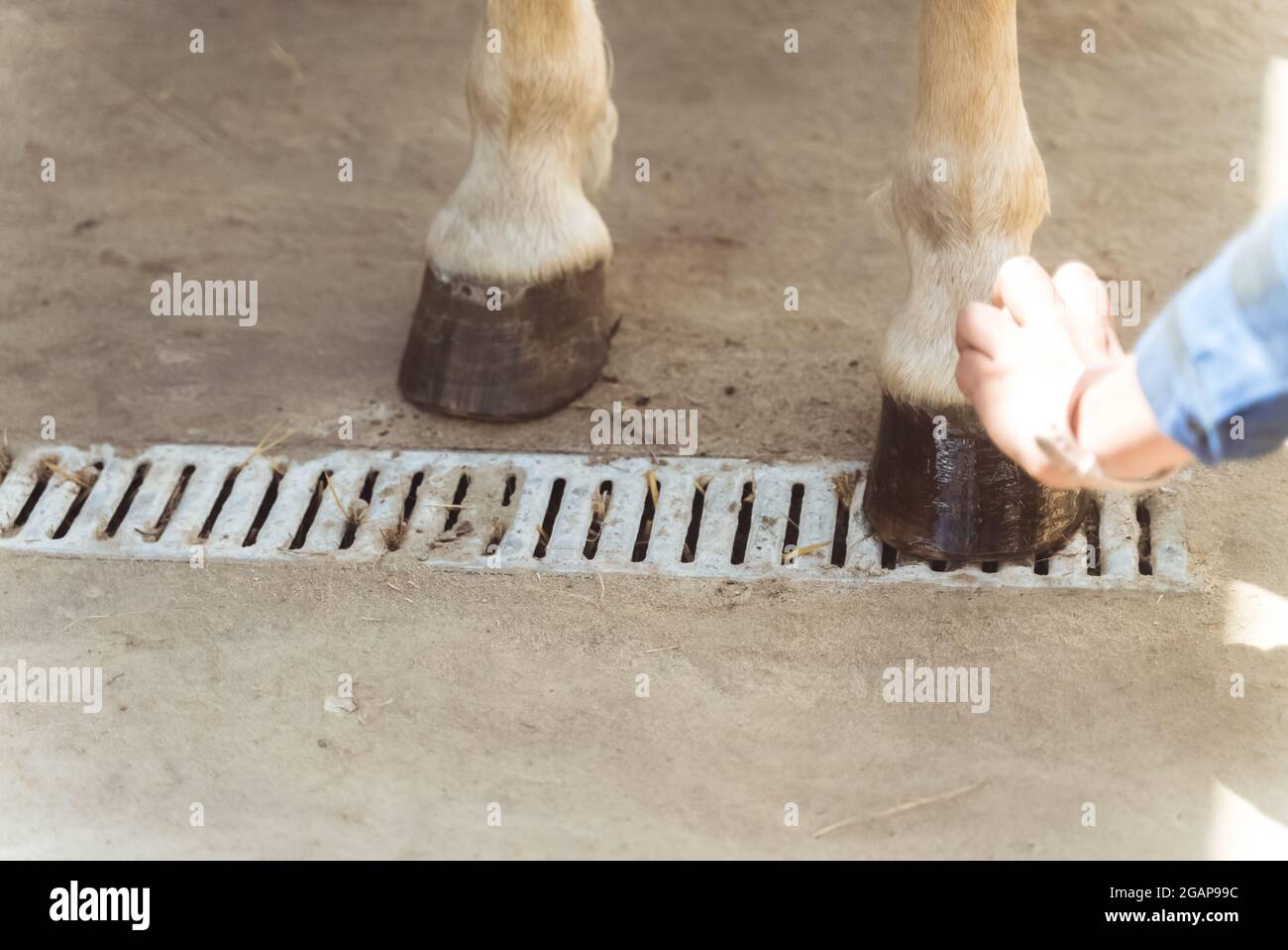 Hands of a girl applying Oil on a horse hoof. Light brown horses hooves