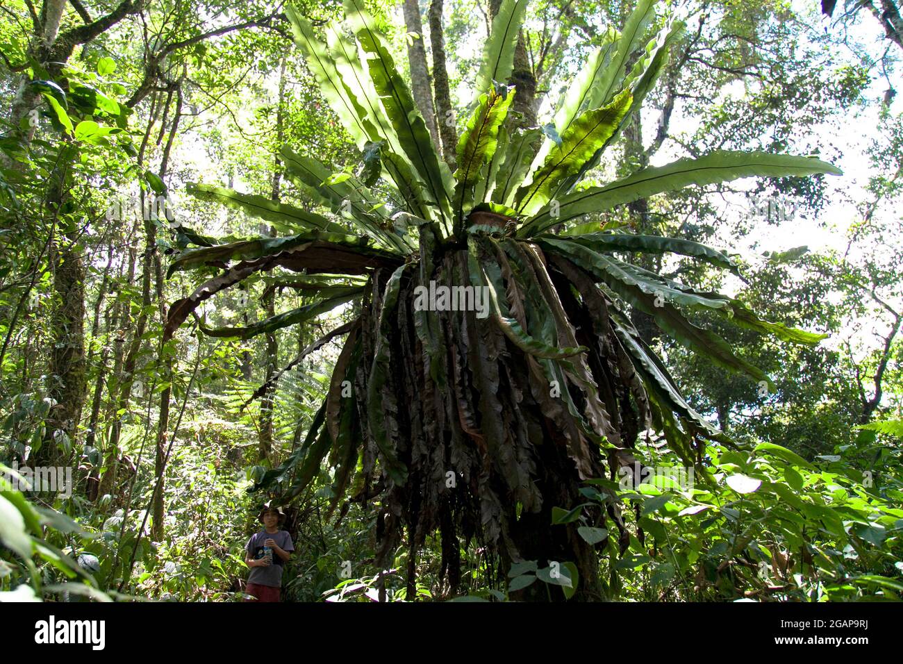 Tropical vegetation forest at West Java highland Indonesia Stock Photo