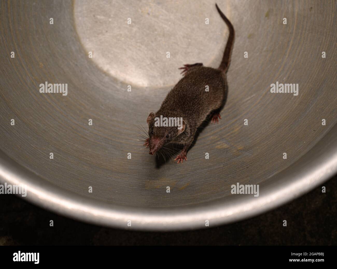 The Asian house shrew (Suncus murinus) is found mainly in South Asia but  introduced widely throughout Asia and eastern Africa. As it runs it makes a chattering  sound that resembles the sound