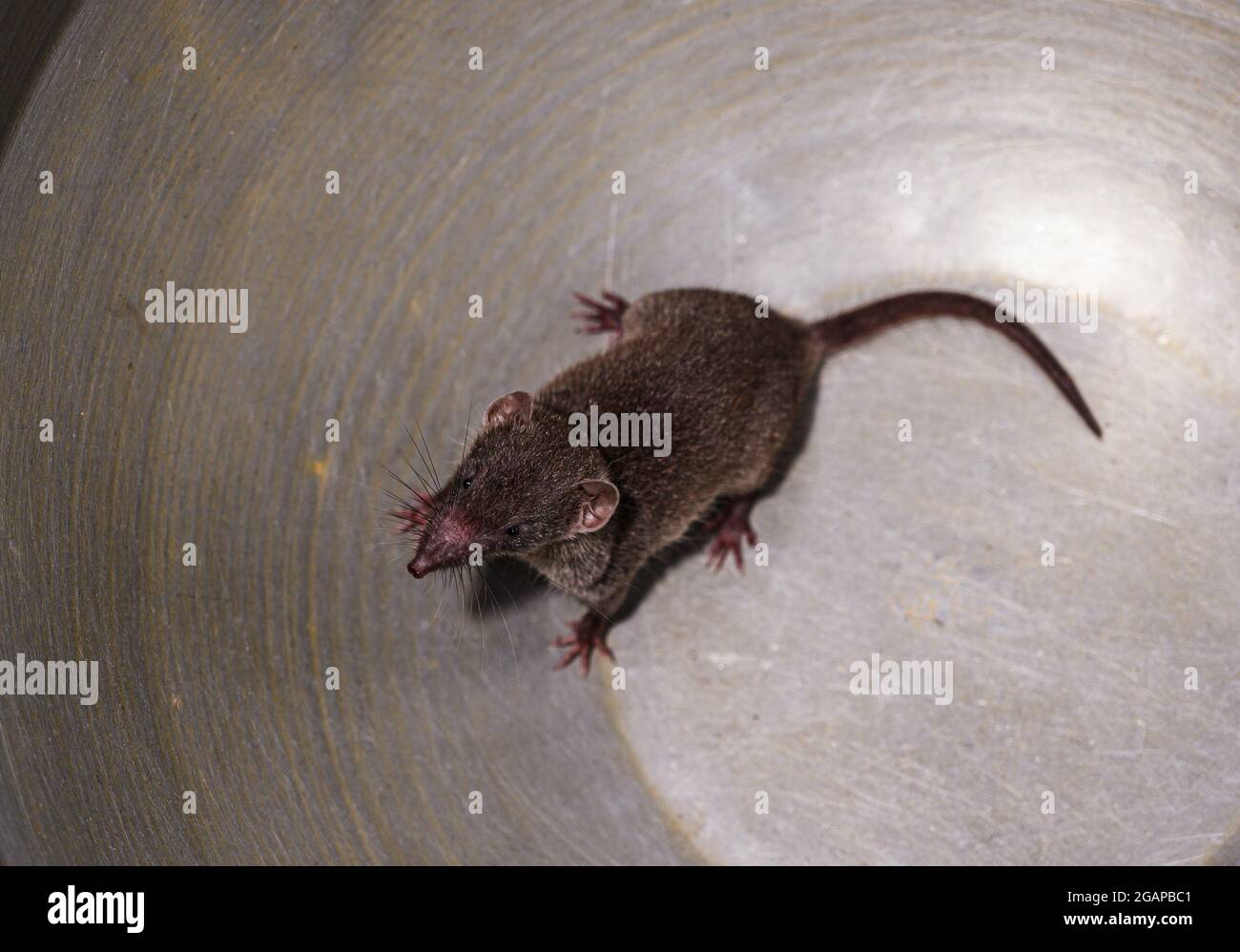 The Asian house shrew (Suncus murinus) is found mainly in South Asia but  introduced widely throughout Asia and eastern Africa. As it runs it makes a  chattering sound that resembles the sound
