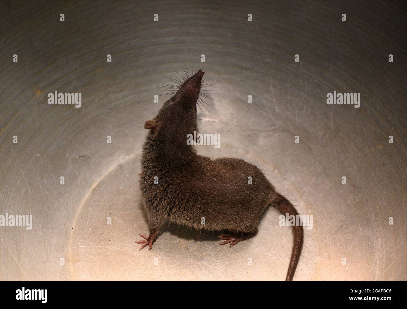 The Asian house shrew (Suncus murinus) is found mainly in South Asia but introduced widely throughout Asia and eastern Africa. As it runs it makes a chattering sound that resembles the sound The Asian house shrew (Suncus murinus) is found mainly in South Asia but introduced widely throughout Asia and eastern Africa. As it runs it makes a chattering sound that resembles the sound