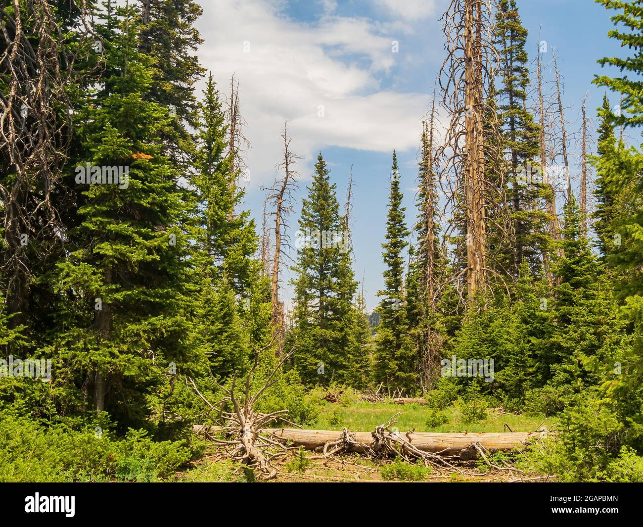 Sunny view of The Rattlesnake Creek Trail at Utah Stock Photo Alamy