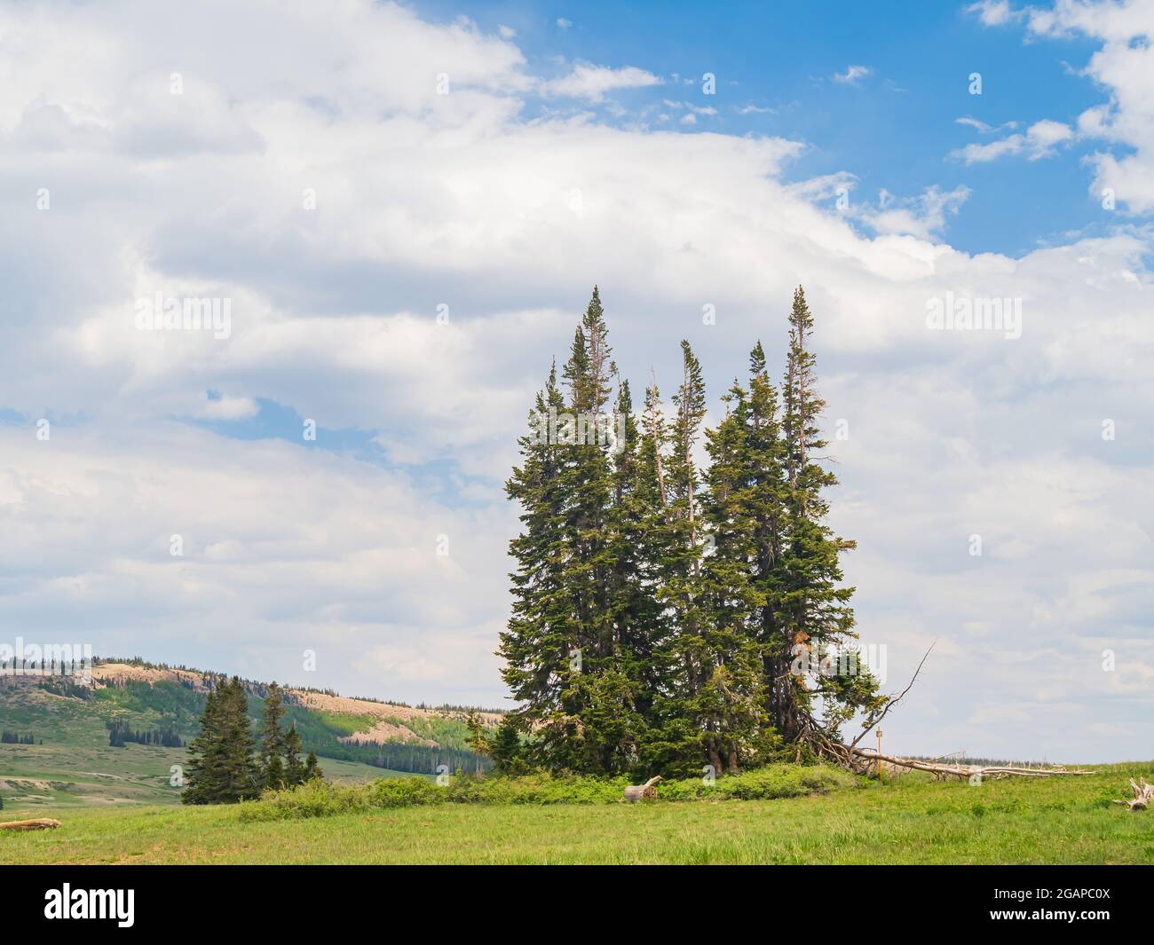 Sunny view of The Rattlesnake Creek Trail at Utah Stock Photo Alamy