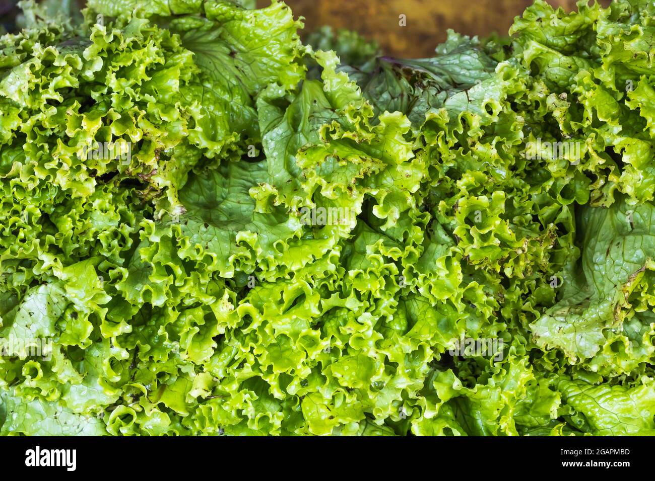 Lettuce in a stall in Nuwara Eliya Sri Lanka Stock Photo Alamy