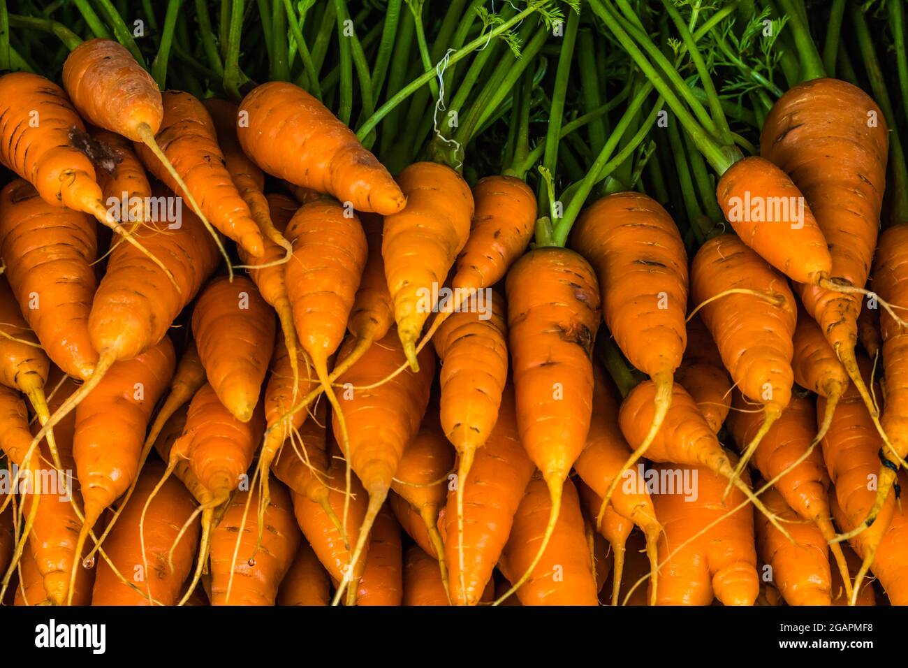 The Carrots with Leaves Stock Photo