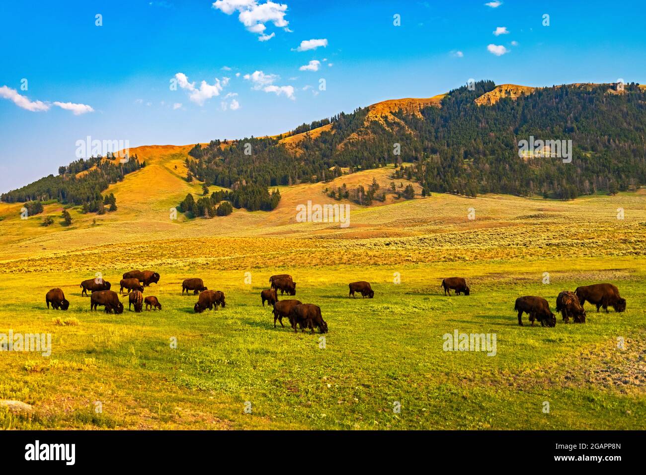 A herd of American Bison (Bison bison) grazes in the spectacular Lamar Valley area in the northeastern part of Yellowstone National Park, Wyoming, USA. Stock Photo