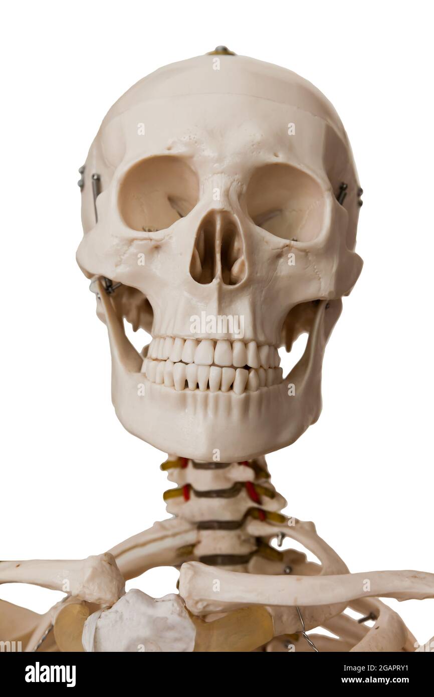 Head section of human skeleton model, isolated on white background Stock Photo
