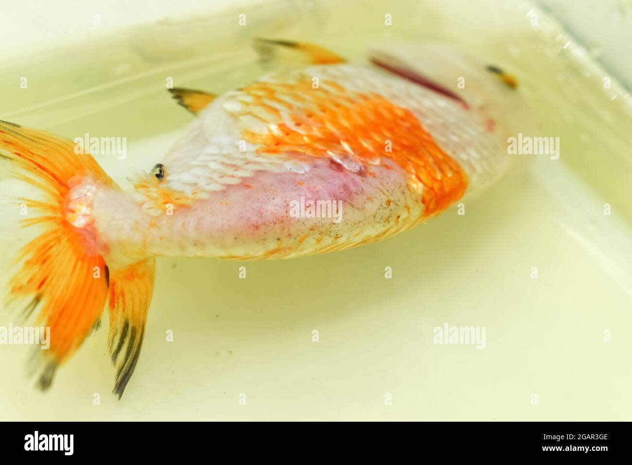 Scales loss on back of sick lionhead goldfish. It also floats on the