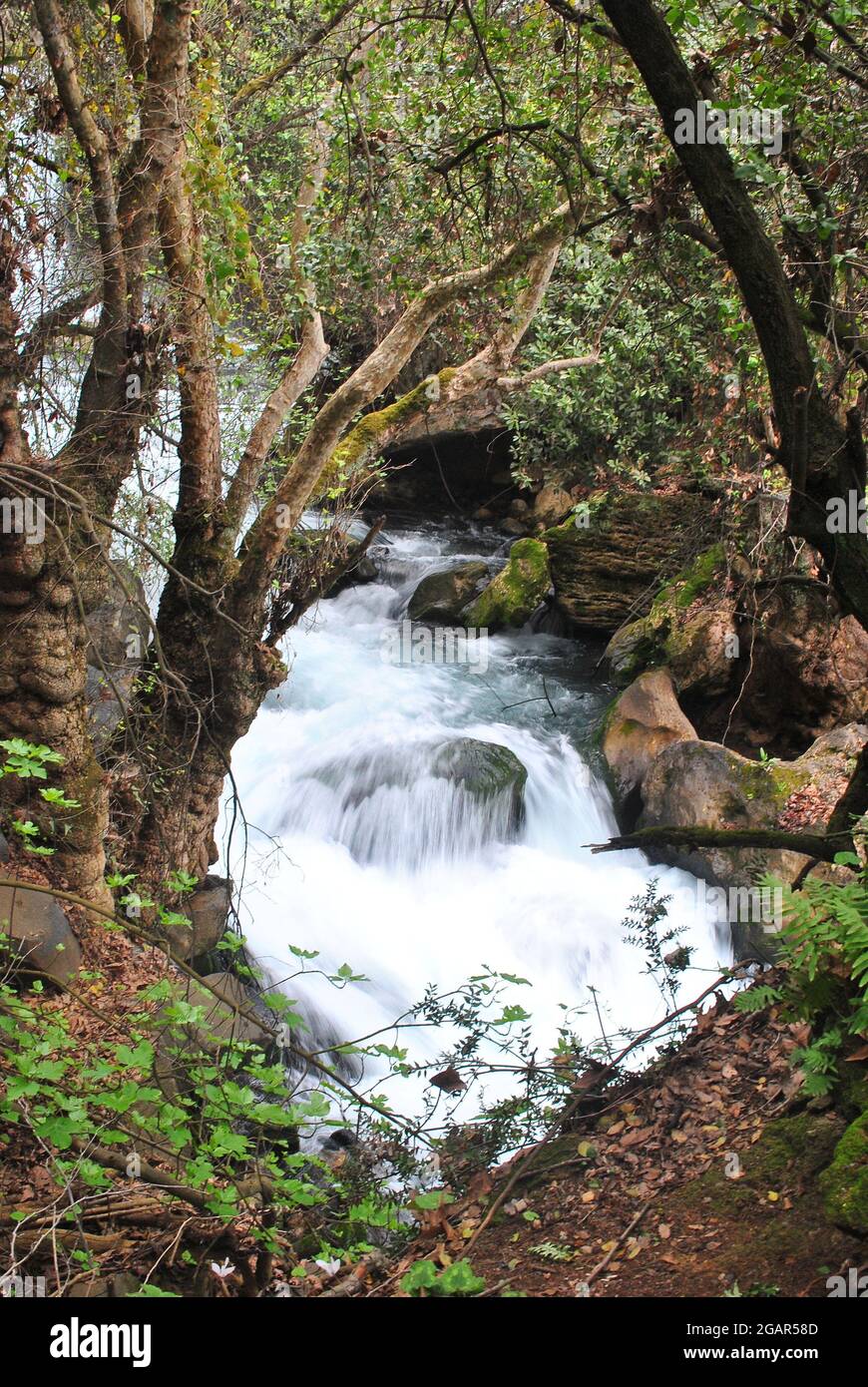 Nahal Hermon Nature Reserve (Banyas) - strong rushing water of the Banyas stream flowing among moss-covered stones; Golan Heights, Northern Israel Stock Photo
