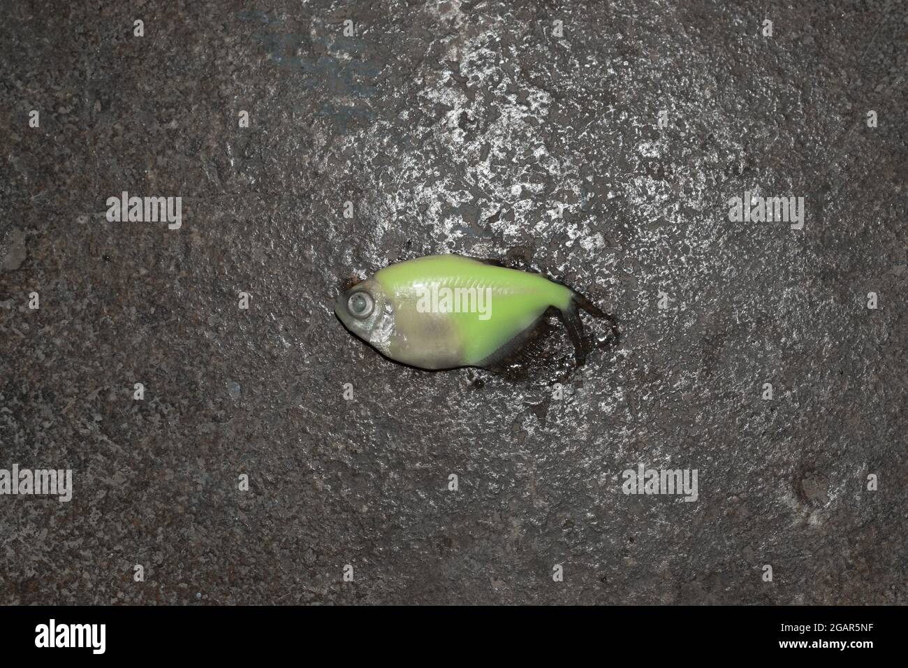 Dead green colored glow tetra fish. Closeup view. Stock Photo