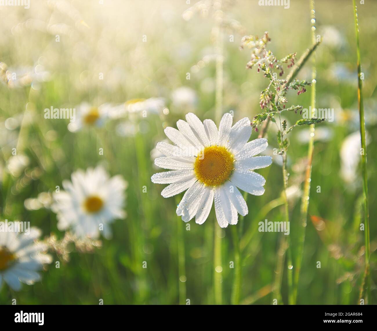 Daisy flower in morning dew water drops. Nature composition Stock Photo ...