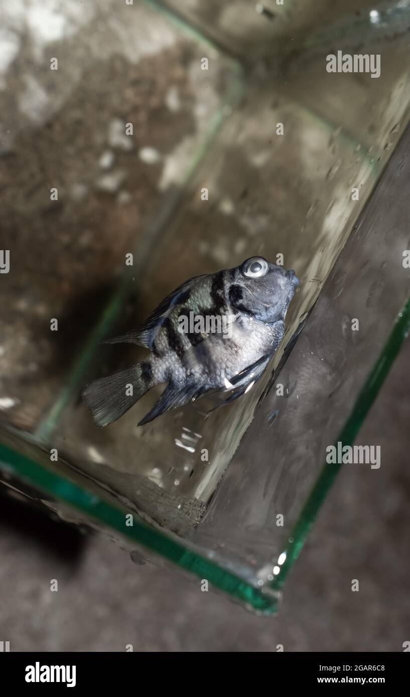 Adult polar parrot cichlid aquarium fishdied due to poor water quality Stock Photo