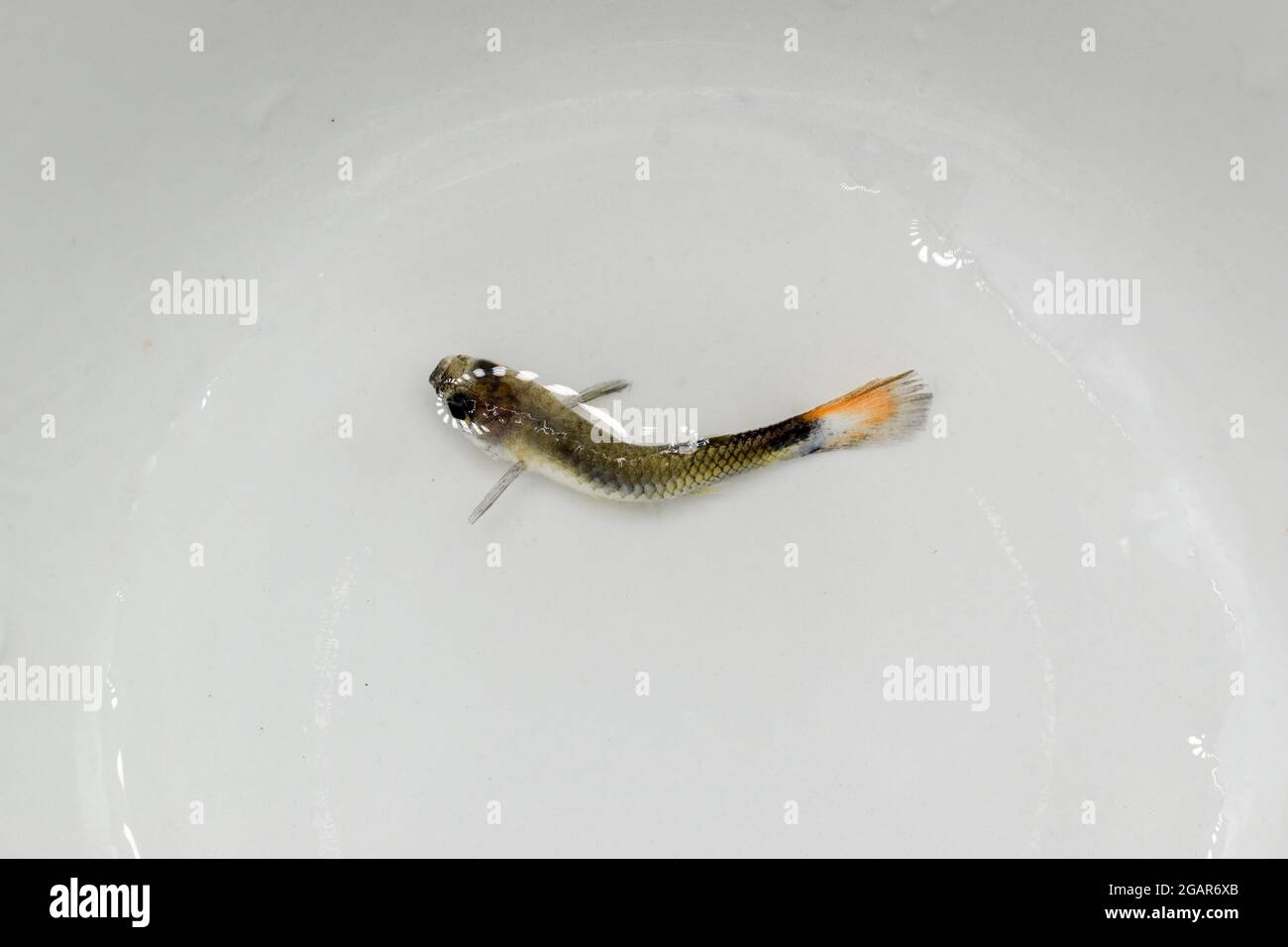 Guppy fish died due to bent spine disease. Dead Small fish on the surface of water. Stock Photo