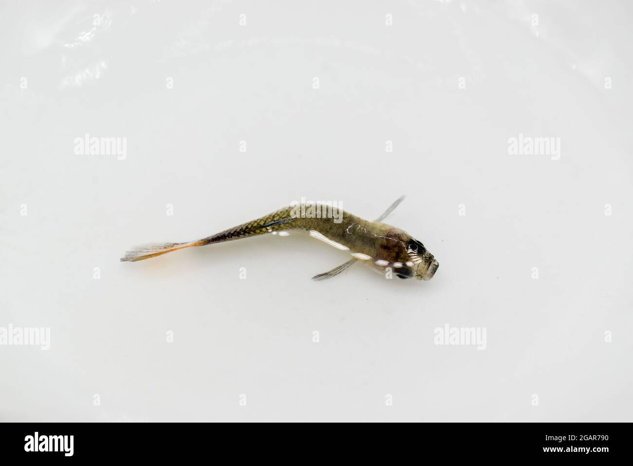 Guppy fish died due to tuberculosis disease. Dead Small fish on the surface of water. Stock Photo