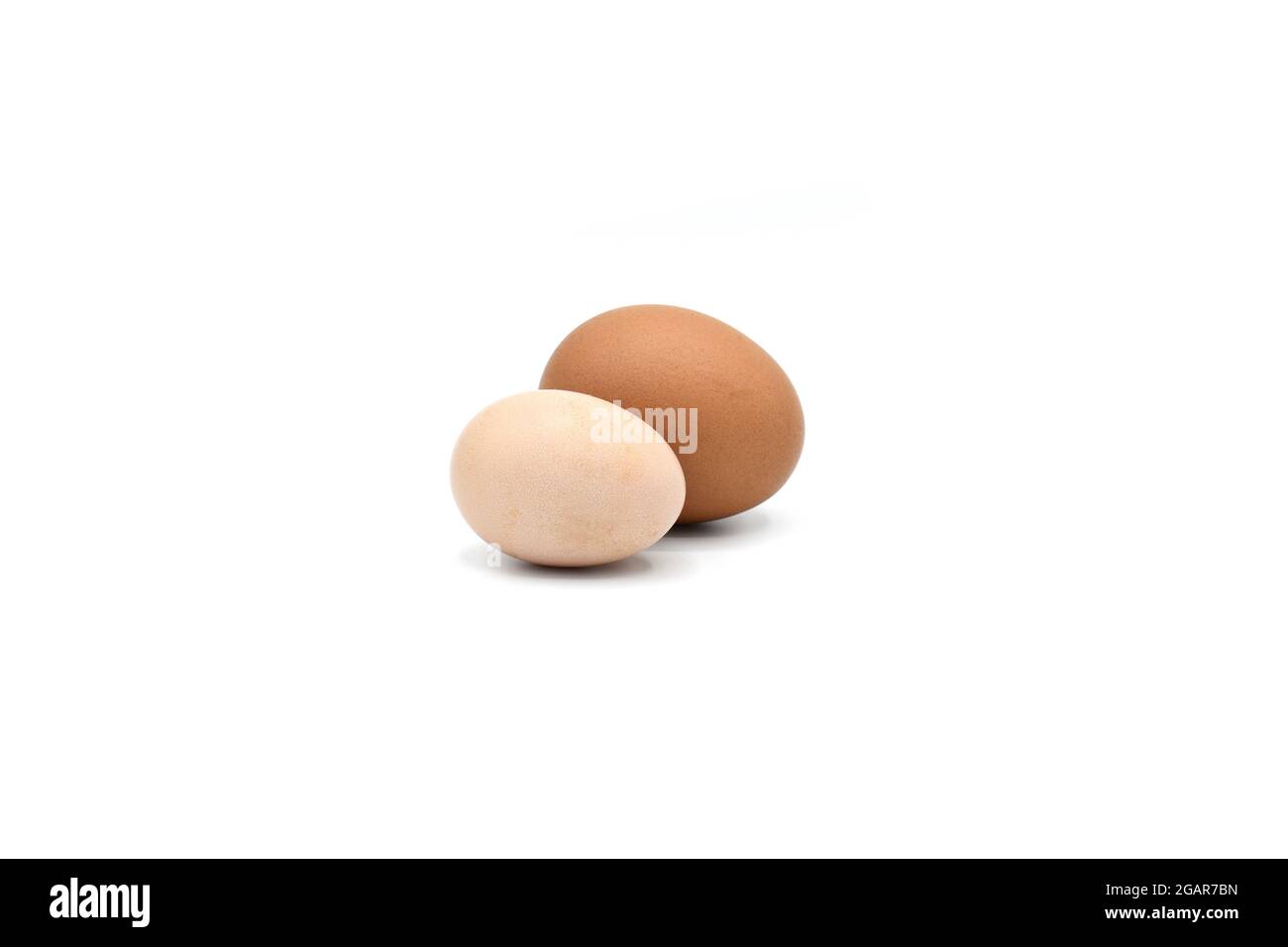Comparing standard chicken egg and bantam egg. Isolated on white. Stock Photo