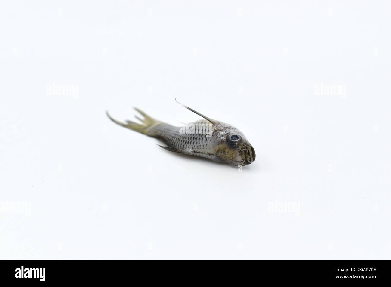 Gray dwarf molly fish died due to poor water quality i.e. ammonia poisoning. Stock Photo