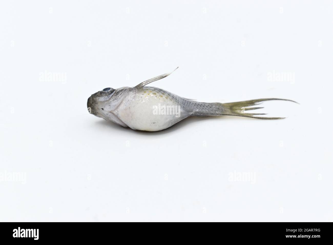 Gray dwarf molly fish died due to bloated abdomen. Stock Photo