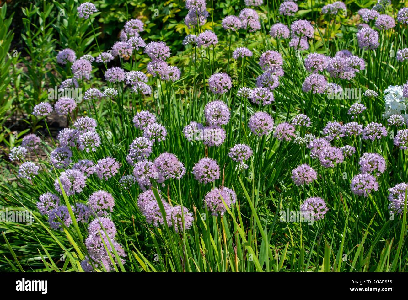 Close-up view of beautiful pink prairie onion flowers (allium stellatum) blooming in a sunny ornamental garden Stock Photo