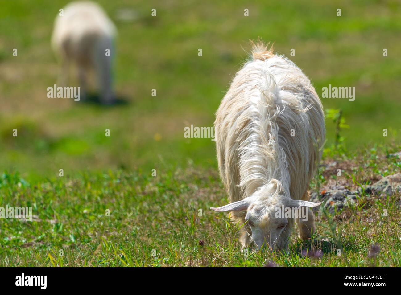 Goat grazes on a green meadow Stock Photo - Alamy