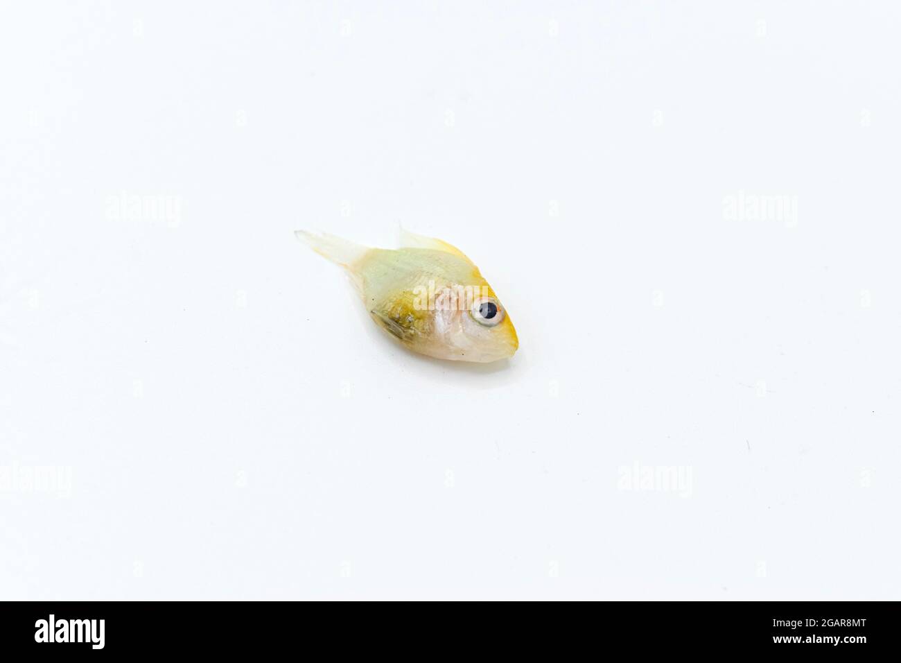 German gold ram cichlid fish died due to bloated abdomen. Isolated on white. Right lower view. Stock Photo