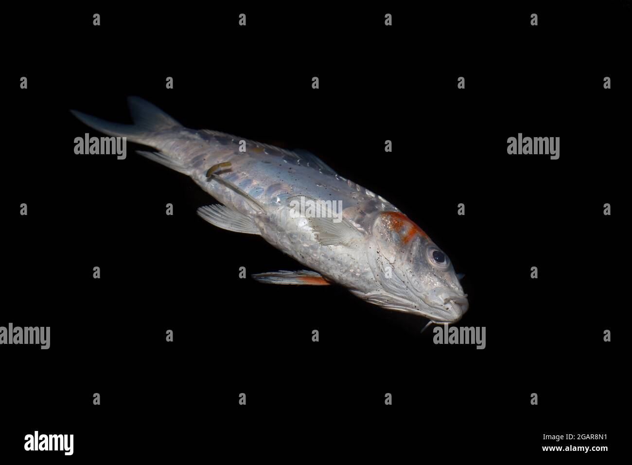 Kohaku Koi fish died due to poor water quality i.e. ammonia poisoning. Isolated on black. Right lower view. Stock Photo