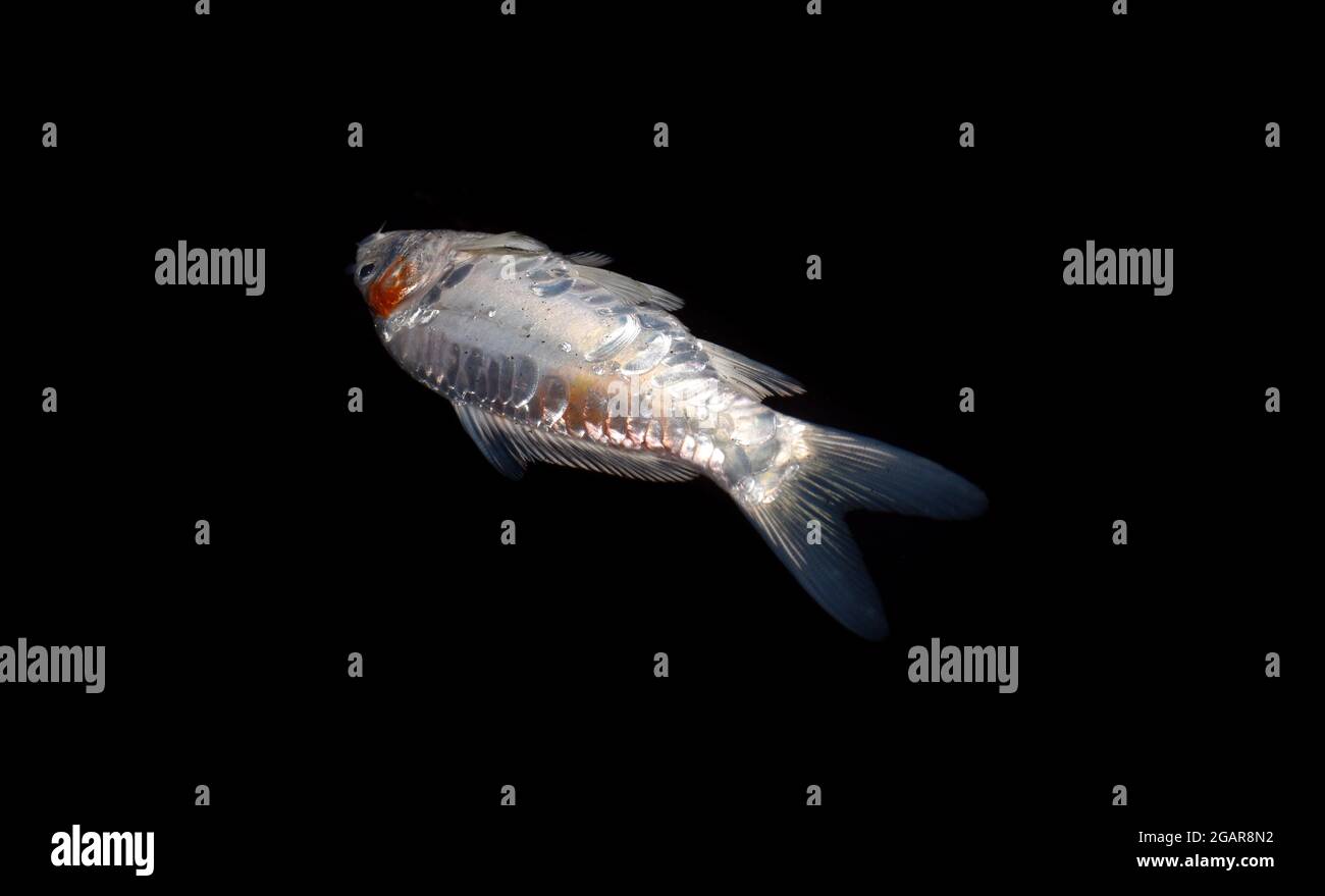 Kohaku Koi fish died due to poor water quality i.e. ammonia poisoning. Isolated on black. Right upper view. Stock Photo