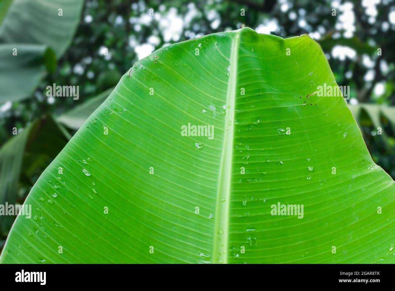 Close up view of wet banana leaf in the forest with soft bokeh background Stock Photo