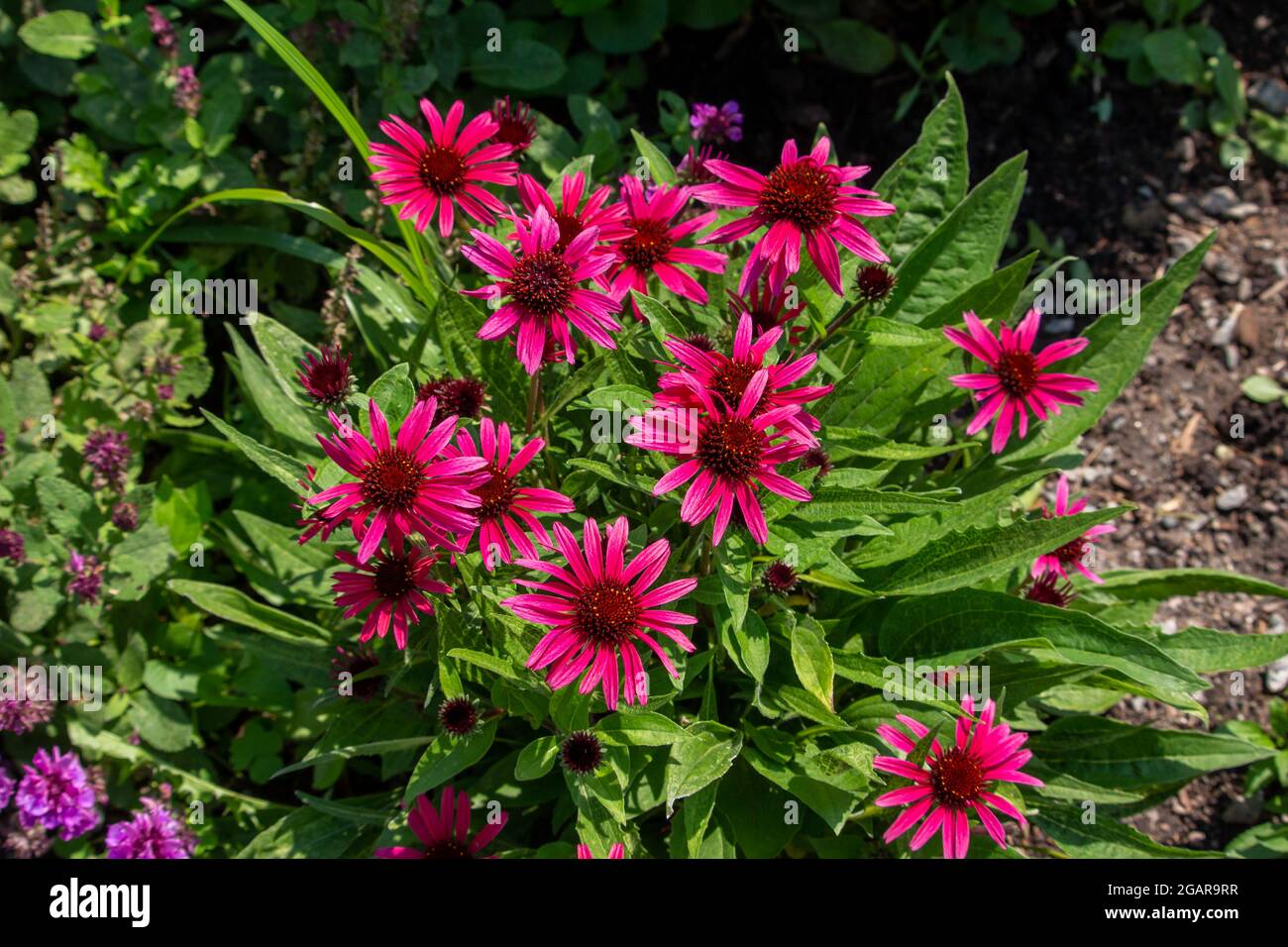 This image shows a close-up view of bright crimson red asters (asteraceae) blooming in a sunny ornamental garden Stock Photo