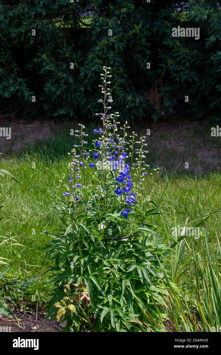 Delphinium perennial flowers hi-res stock photography and images - Alamy