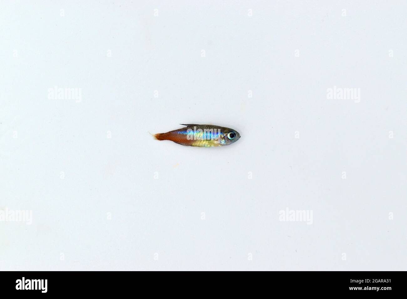 Neon tetra fish died due to poor water quality i.e. ammonia poisoning. Dead Small fish. Animal abuse. Isolated on white. Stock Photo