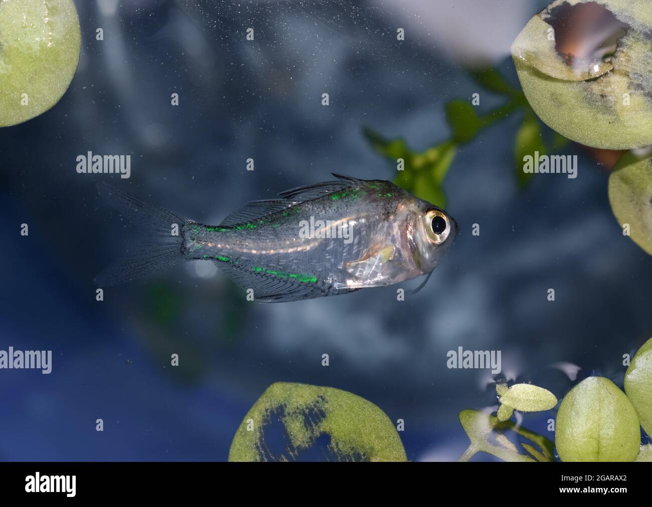 Indian painted glass fish died due to bent spine disease. Dead Small fish on the surface of water. Stock Photo